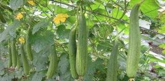 Trồng mướp chỉ toàn lá không thấy quả, dùng ngày chiêu này để quả sai trĩu trịt, phủ kín giàn