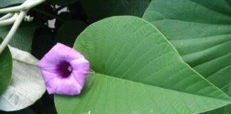 Bạc thau và những tác dụng không ngờ