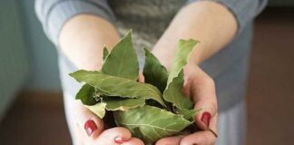 Loại lá dân dã ở Việt Nam lại có giá 2 triệu đồng/kg ở Mỹ: Là dược liệu quý, tiềm năng phòng u-ng thư