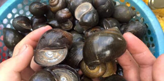 Ốc bươu vàng có ăn được không? Những lưu ý khi ăn ốc bươu vàng