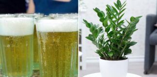 Cây kim tiền thích 4 thứ nước này, nửa tháng tưới 1 lần là chồi non đua nhau mọc