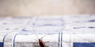 Vài cách đơn giản khiến ɾᴜồi, mᴜỗi, gián, chᴜột phải chạy ɾa khỏi nhà ‘tức tốc’