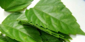 Cây Vọng cách: Loài rau bảo vệ gan