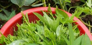 Loại rau tốt ngang “tiên dược”, là kẻ thù của ung thư: Mọc đầy ngoài vườn, nhiều người không biết mà ăn