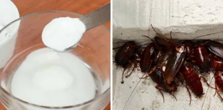 Mùa mưa đang tới: Chỉ chị em cách trộn bột giặt với đường giúp đuổi sạch muỗi và gián