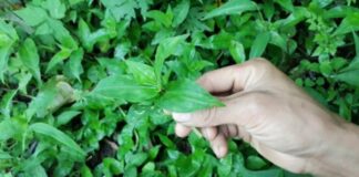 Loài rau dại xưa cho lợn ăn, mọc tua tủa sau mưa lại là đặc sản nhà giàu mới mua được