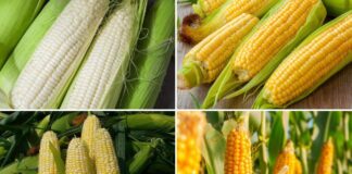 Ngô ngọt và ngô nếp loại nào tốt hơn?