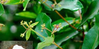 Hà thủ ô trắng: Vị thuốc dân gian giúp bổ máu