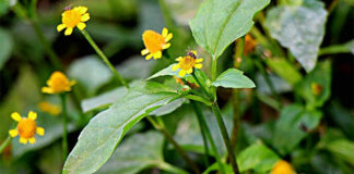 Cúc áo hoa vàng đặc điểm công dụng với sức khỏe con người