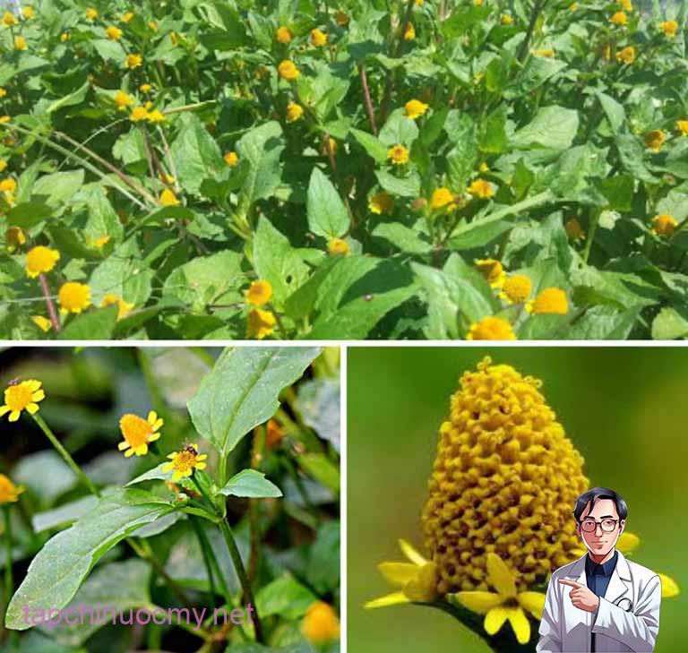 Bài thuốc điều trị viêm lợi, viêm chân răng, sâu răng bằng cây cúc áo