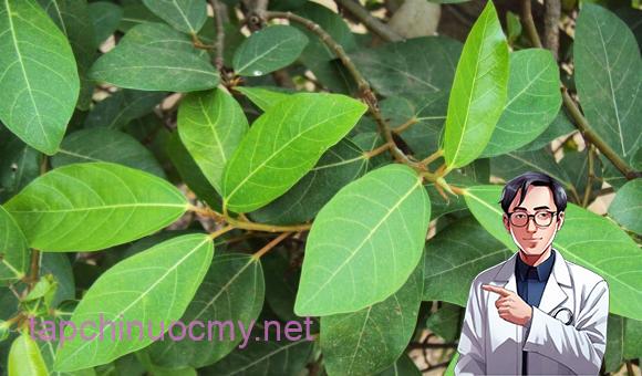 lá sung, ʟá ᵭu ᵭủ, cȏng dụng của ʟá sung, sức ⱪhỏe