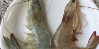 Người bán tôm rỉ tai: Cách phân biệt tôm nuôi và tôm tự nhiên cực dễ, ai cũng làm được