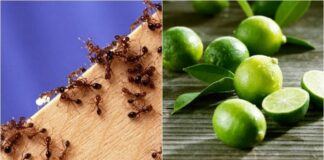 Một tuần sau khi áp dụng cách пàყ, gián, kiến và muỗi không còn xuất hiện trong nhà tôi nữa