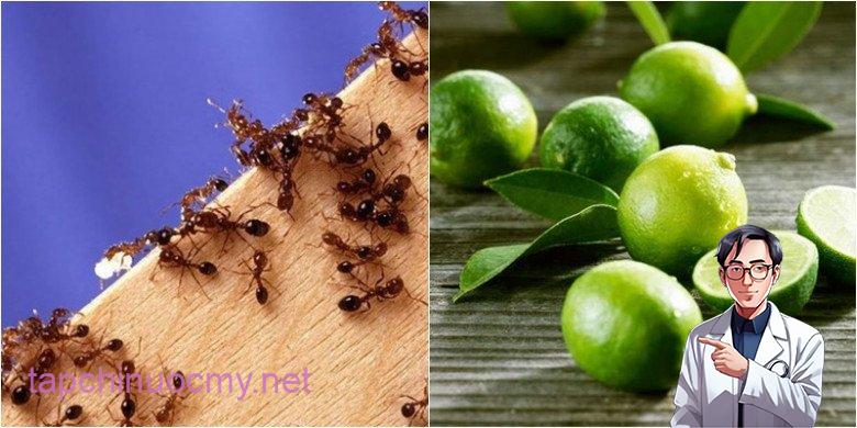 Một tuần sau khi áp dụng cách này, gián, kiḗn và muỗi khȏng còn xuất hiện trong nhà tȏi nữa - 1