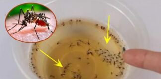 Muỗi sợ nhất bát nước này, đặt trong nhà muỗi nhiều mấy cũng đi hết, yên tâm mà ngủ