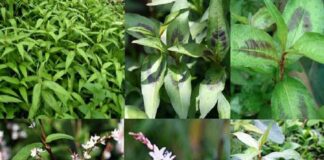 Nhất định phải trồng rau răm trong nhà, dù nhà chật hẹp cỡ nào sẽ có được công dụng thần kì пàყ