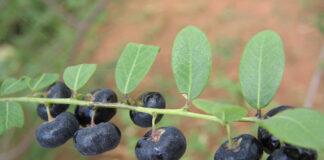 Hình ảnh, đặc điểm và công dụng cây phèn đen