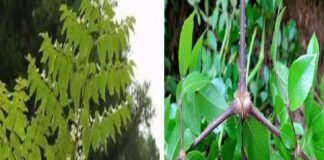 Đơn châu chấu: Vị thuốc dân gian chữa ho hiệu quả