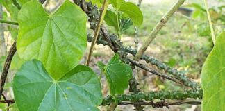 Dây thần thông và những tác dụng điều trị bệnh tuyệt vời