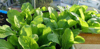 Lợi ích của cải bẹ xanh đem đến cho sức khỏe