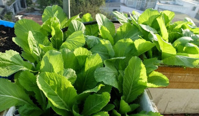 tu-trong-cai-be-xanh-tai-nha-don-gian-hon-bao-gio-het-202111301414213640