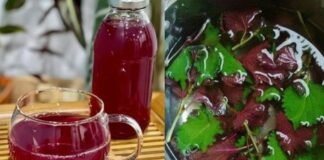 Nước lá tía tô rất tốt nhưng ‘đại kỵ’ với nhóm người này