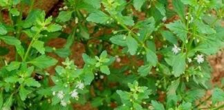 Các bài thuốc dân gian từ cây cam thảo đất