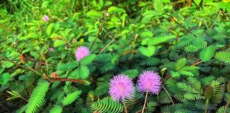 Cây Xấu Hổ tốt cho gan, tốt cho xương khớp