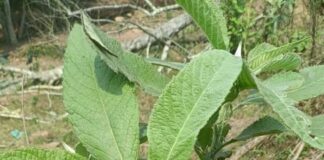 Cây đại bi chữa bệnh gì? Đặc điểm, công dụng và các bài thuốc chữa bệnh