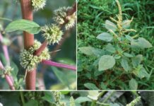 Rau dền gai chữa gai cột sống – “Bật mí” 5 cách sử dụng