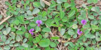 Cây hàn the có tác dụng chữa bệnh tiểu buốt, viêm đường tiết liệu.