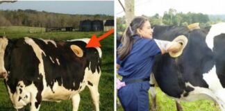 Vì sao trong các trang trại, các con bò đều bị đục lỗ và vẫn sống khỏe?