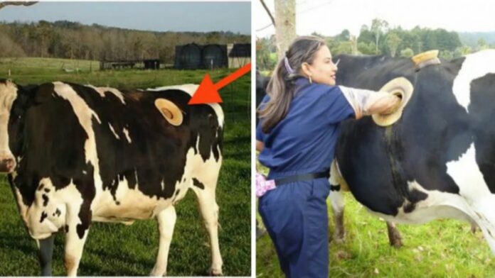 bo-sua-3-1495289585827