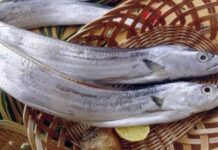 Những điều bạn chưa biết về tác dụng của cá hố