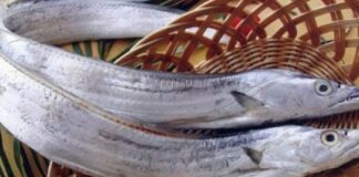 Những điều bạn chưa biết về tác dụng của cá hố