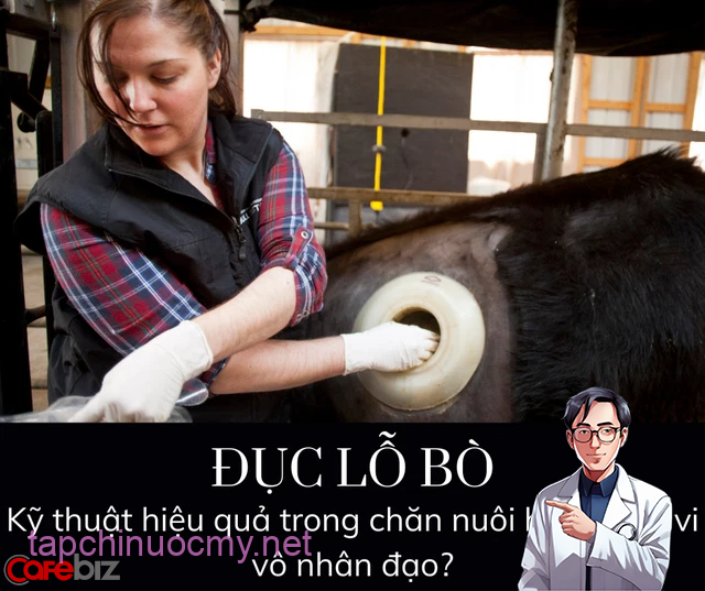 Vì sao trong các trang trại, các con bò đều bị đục lỗ và vẫn sống khỏe? - Ảnh 2.