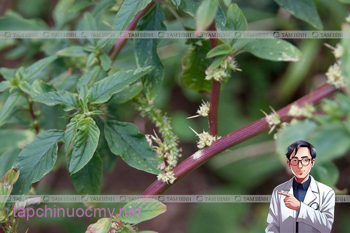 Cây rau dền gai trị gai cột sống