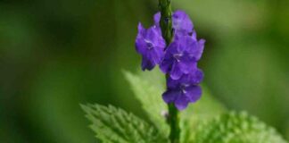 Cây đuôi chuột trị bệnh gì? Công dụng chữa trị hiệu quả từ loài dược liệu Châu Mỹ