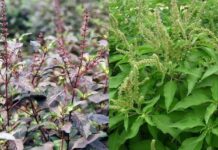 Loại cây ai ai cũng thờ ơ nhưng giúp chữa bách bệnh, có nó cả năm không phải tới bệnh viện