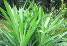 Loại cây có hương thơm đặc trưng: Vừa làm gia vị, vừa là ‘thần dược’ cho sức khoẻ