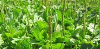 Những bài thuốc hay từ cây mã đề