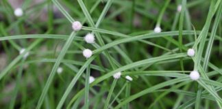 Cây cỏ bạc đầu có tác dụng gì đối với sức khỏe và lưu ý khi sử dụng.