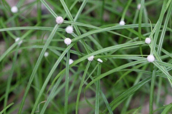 medium_20220101_135056_881787_ca