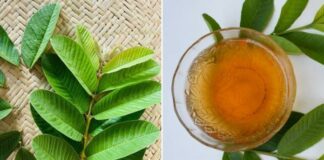 Những lợi ích tuyệt vời của nước lá ổi mà ít người biết