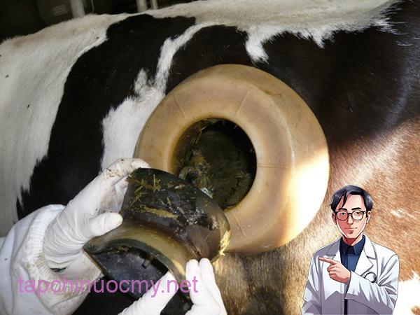 Vì sao trong các trang trại, các con bò đều bị đục lỗ và vẫn sống khỏe? - Ảnh 3.