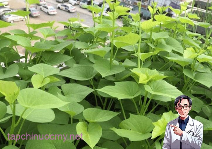 Tỷ lệ ức chế ung thư của khoai lang là 98,7%