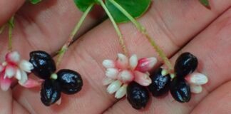 Cây thồm lồm: Tiềm năng chữa bệnh từ vị thuốc thồm lồm