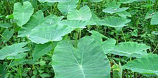 Cây Dọc mùng với những công dụng không ngờ trong Y học cổ truyền