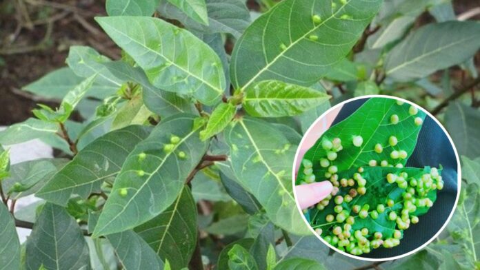 vi-sao-la-sung-co-nhieu-not-san-la-nay-co-an-duoc-khong-230200