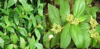 Bất ngờ về những tác dụng của cây cỏ sữa lá to đối với sức khỏe